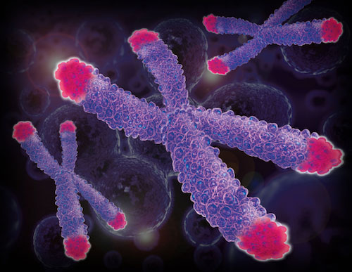 Want to Live Longer?  Lengthen Your Telomeres!